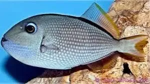 Blue Throat Trigger Female (Xanthichthys auromarginatus)